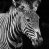 Andreas Giese - "Streifen sind modern" -
Zebra Portrait AG2018_1016