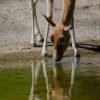 Antilope