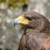 Bussard