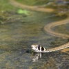 DSC_4099ab.jpg