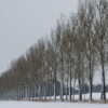 Allee