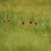 DSC_5752.jpg