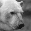 Eisbär-SW