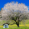 Fruehling