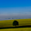 Kulturlandschaft mit Baum
