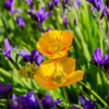 Islandmohn (Papaver nudicaule)