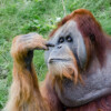 Günther Schmidt - "Mal untersuchen!" -
Orang-Utan, Zoo Leipzig GS2018_0649