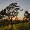 Günther Schmidt - "Im Abendlicht" -
Staffelberg, Südhang GS2018_2896