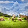 Haflinger auf der Alm