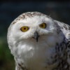 Hedwig