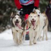 Hunde