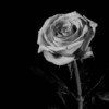 LF_008.jpg