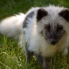 Silberfuchs