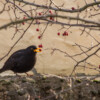 Werner Fichtel - "Amsel" WF2018_4293