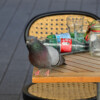 (c) Ludwig Fichtel